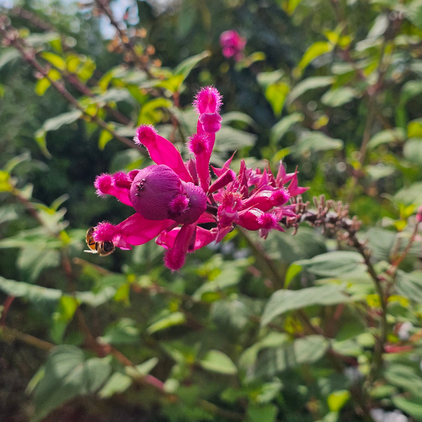 Salvia involucrata var. puberula | Hidalgo