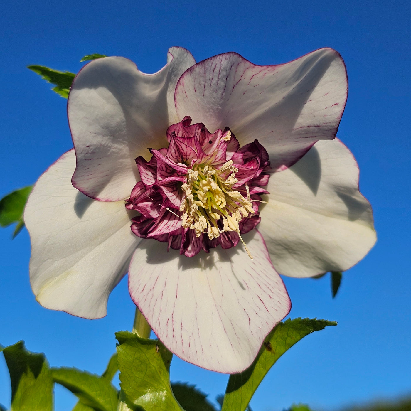 Helleborus x hybridus | Anemone Centered | White Picotee