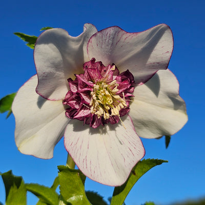 Helleborus x hybridus | Anemone Centered | White Picotee