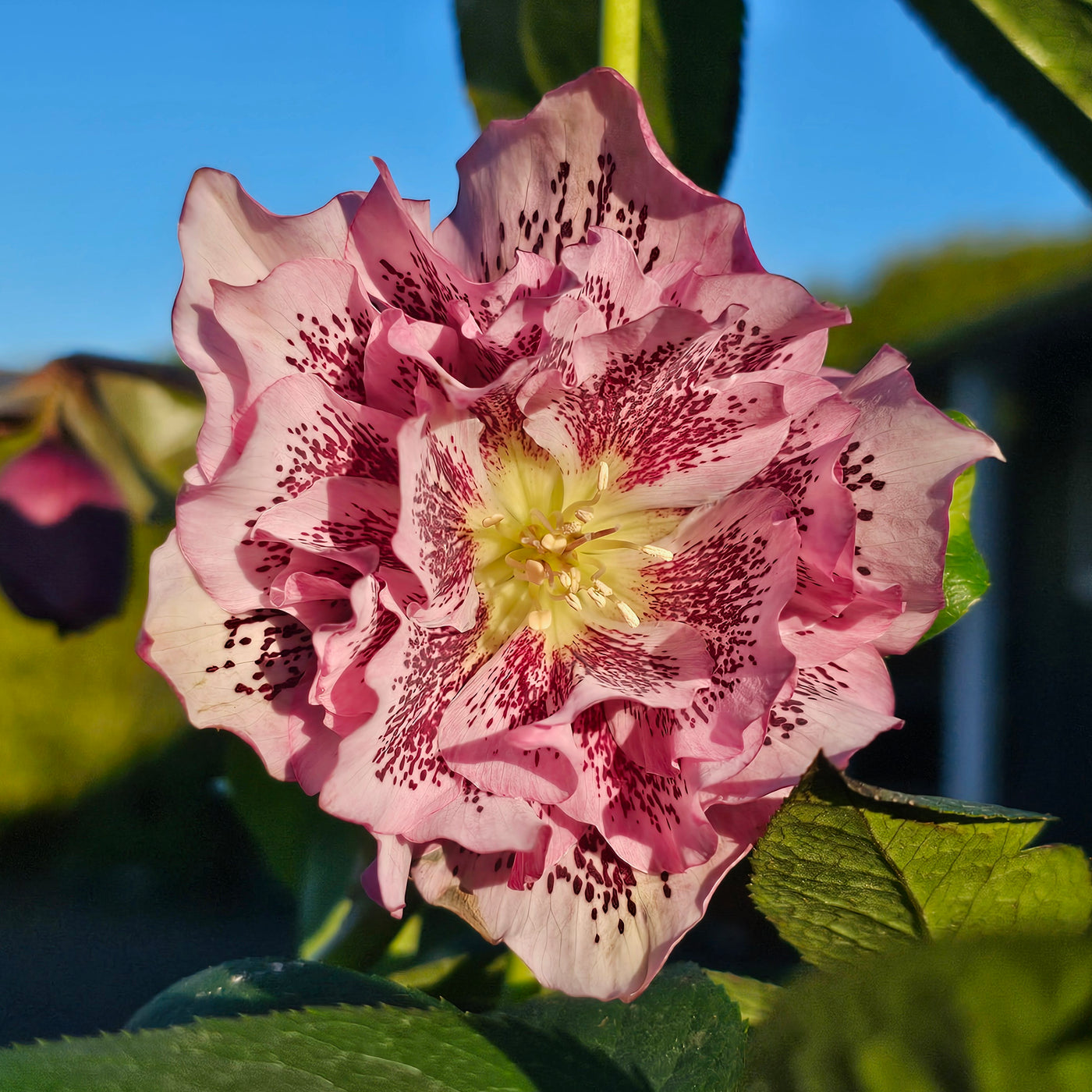 Helleborus x hybridus | Double Hybrid | Pink Shades