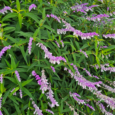Salvia leucantha | Spring Gold Joy