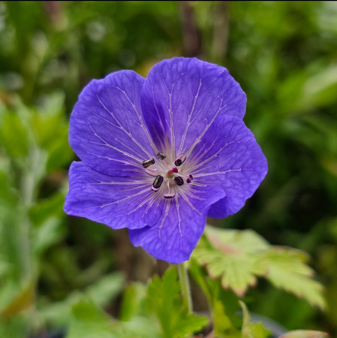 Geranium grandiflora (syn. Himalayense)