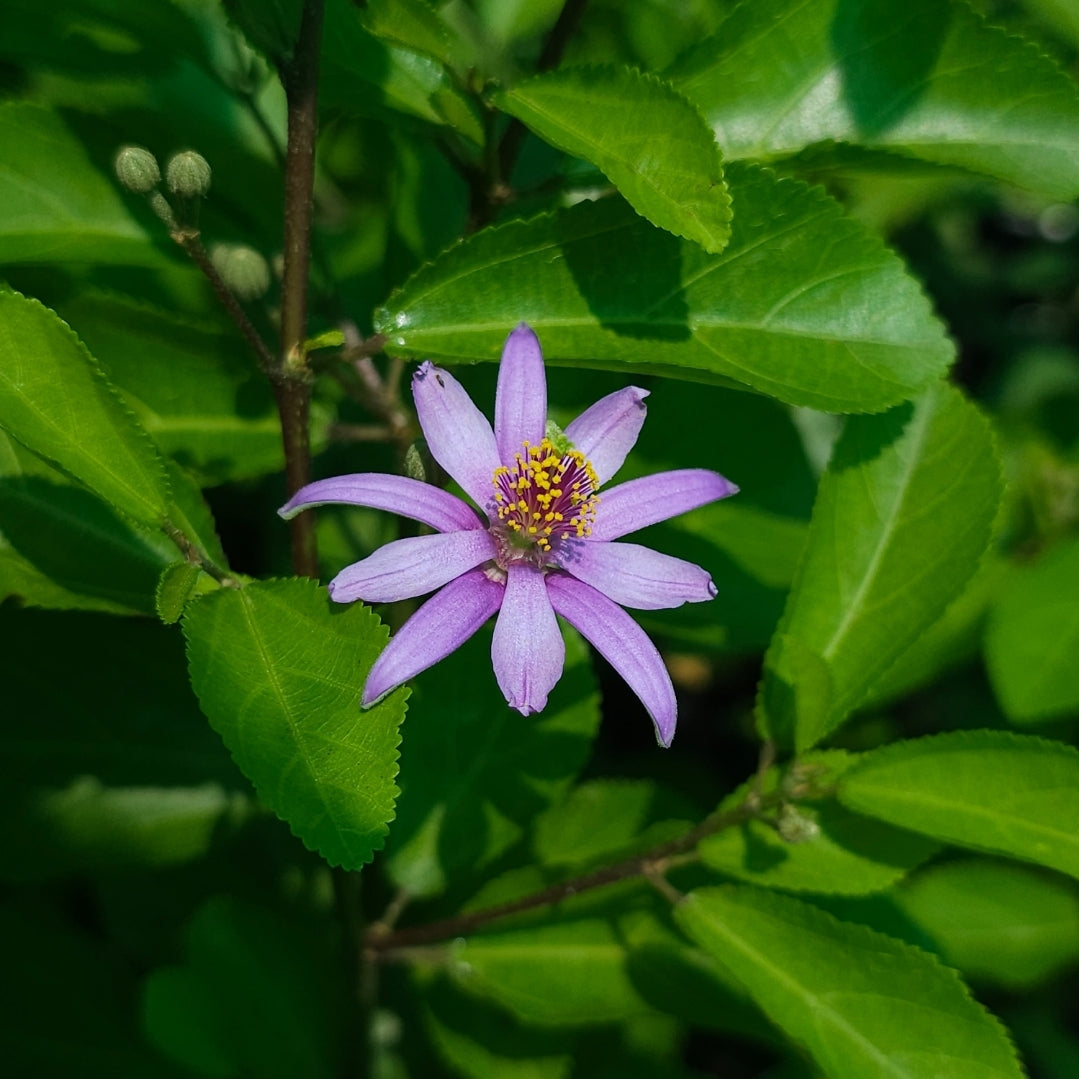 Grewia occidentalis | Mauve Star | Crossberry