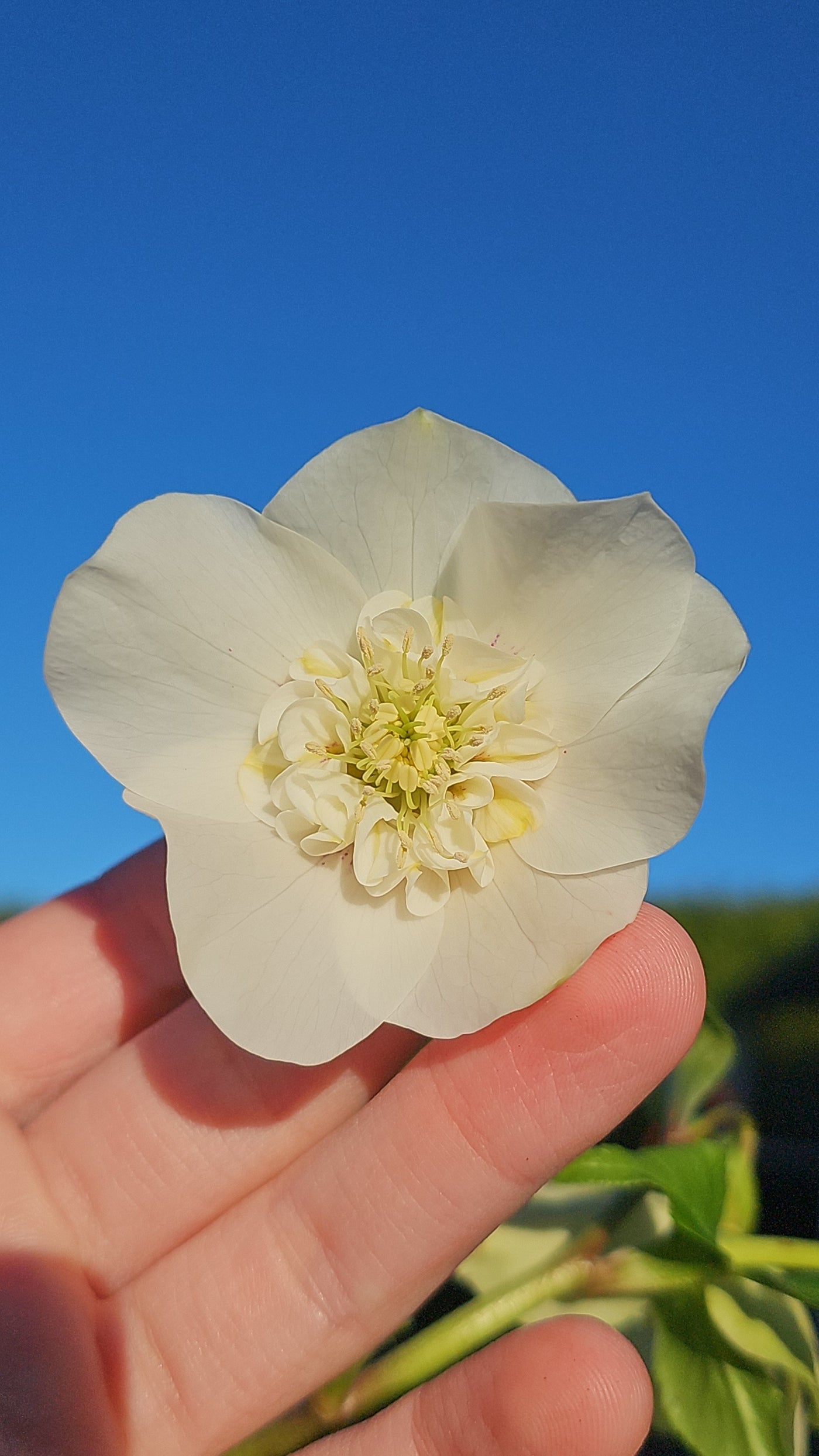 Helleborus x hybridus | Anemone Centered | White