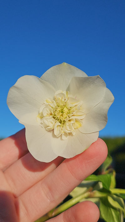 Helleborus x hybridus | Anemone Centered | White