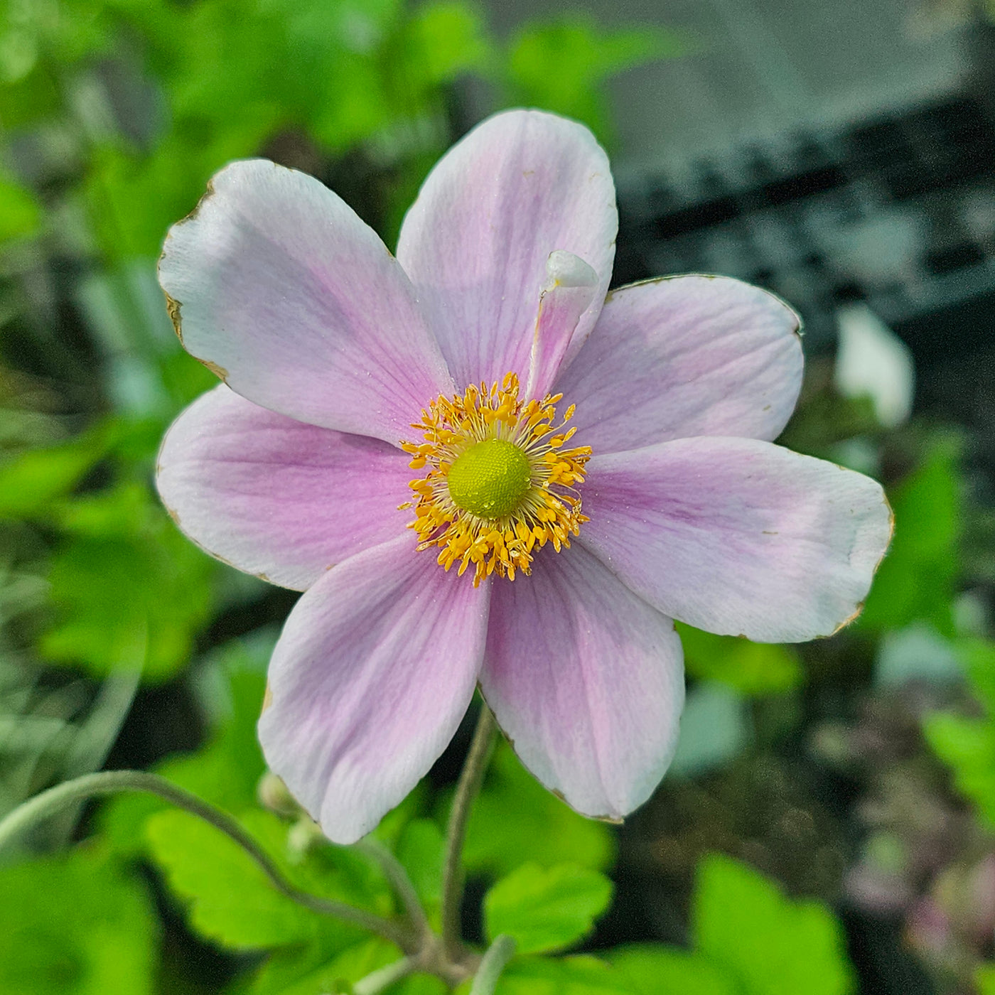 Anemone japonica | Double Soft Pink