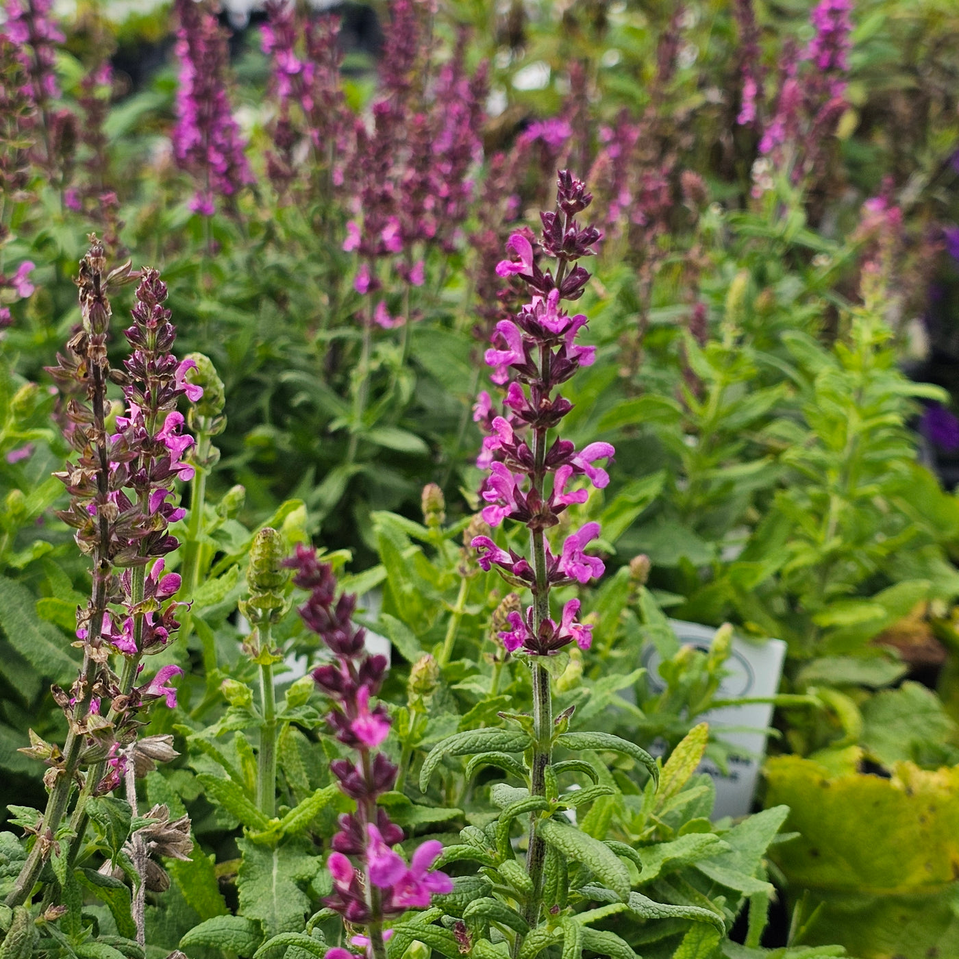 Salvia x superba | Merleau Rose