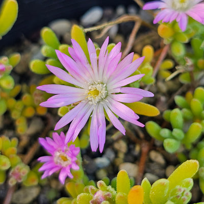 Mesembryanthemum | Pinkie