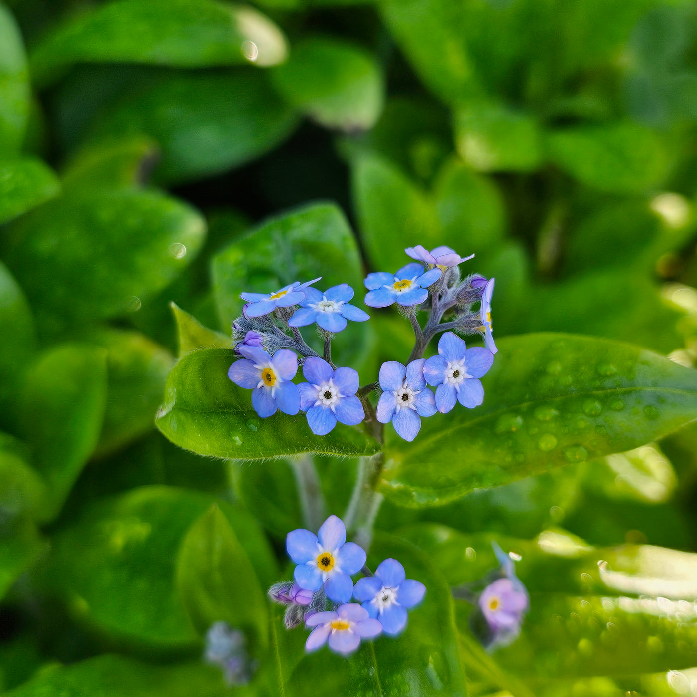 Myosotis alpestris | Indigo Blue | Forget-Me-Not