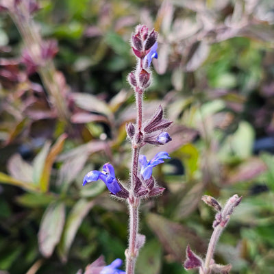 Salvia sinaloensis | Aztec Blue
