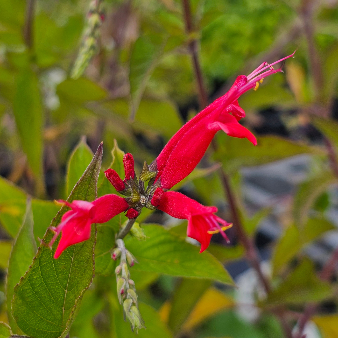Salvia elegans | Pineapple Sage