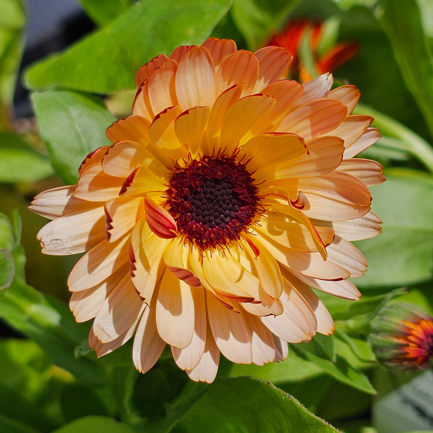 Calendula officinalis | Sunset Tones