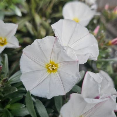 Convolvulus cneorum