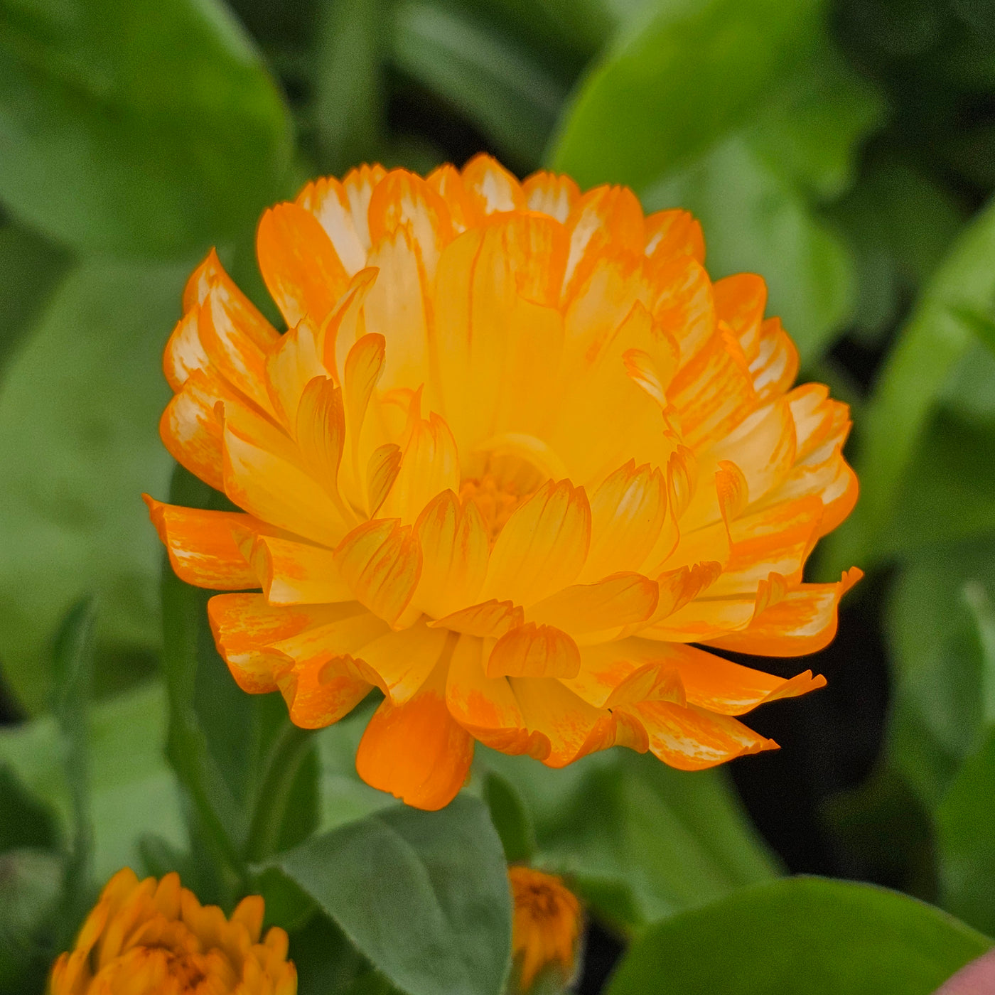 Calendula officinalis | Sunset Tones