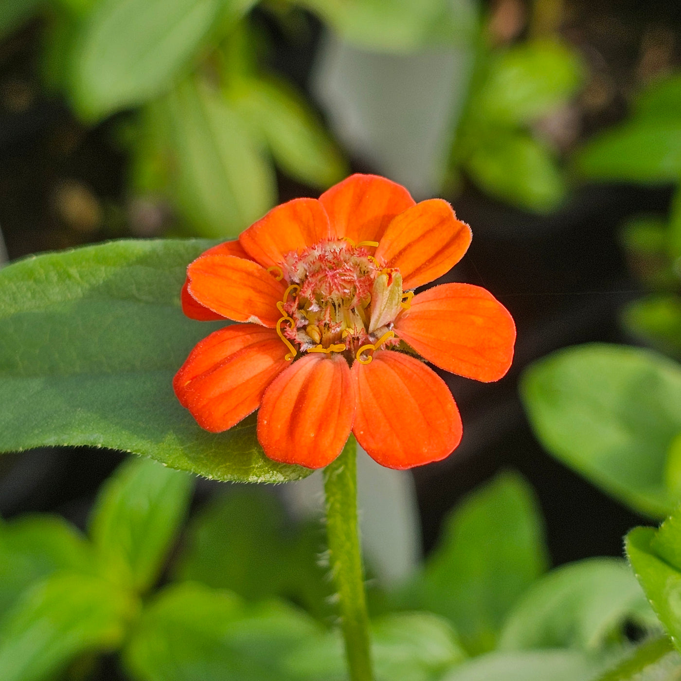 Zinnia | Lilliput Mix