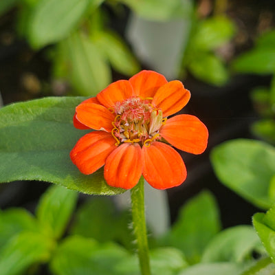 Zinnia | Lilliput Mix