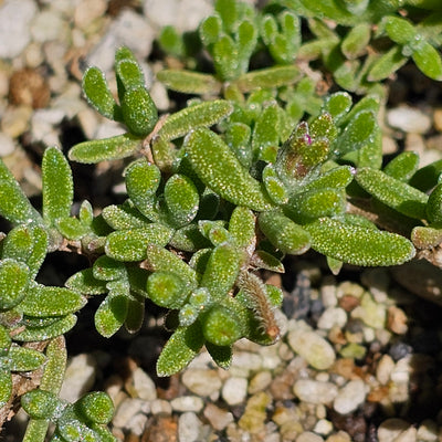 Mesembryanthemum | Pinkie