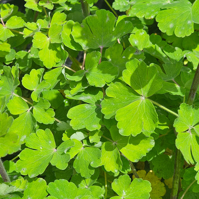 Aquilegia vulgaris | Clementine Salmon Rose