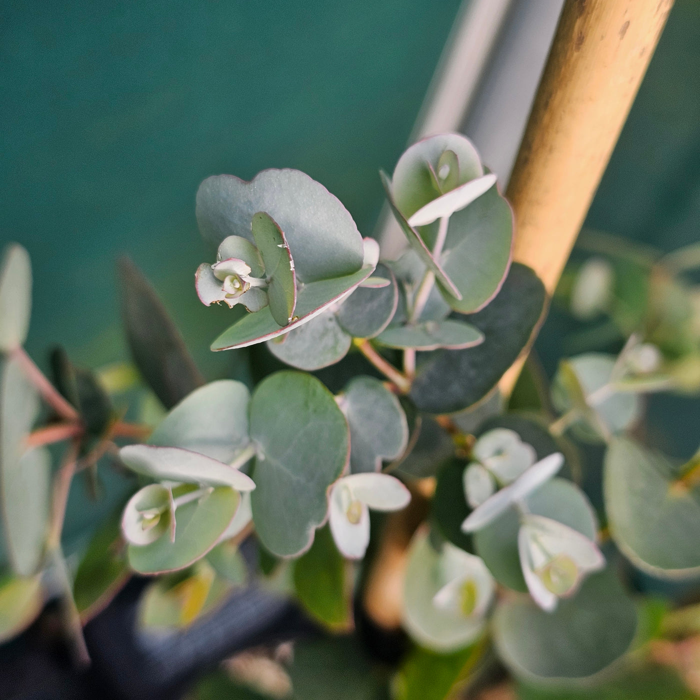 Eucalyptus gunnii | Blue Ice