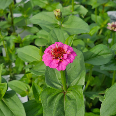 Zinnia | Lilliput Mix