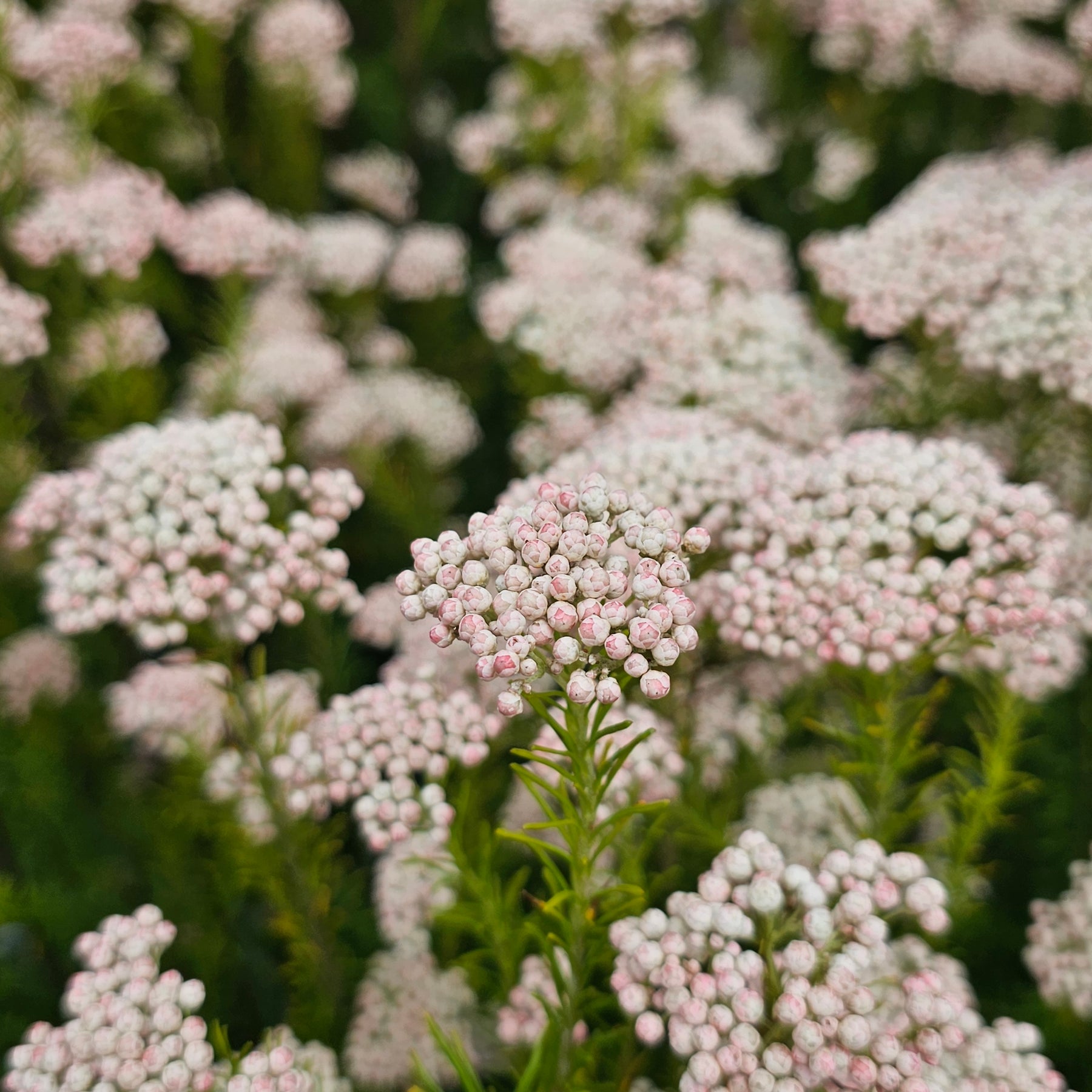 Boriki Rice Ozothamnus diosmifolius | Winter White | Rice Flower – Addenbrooke