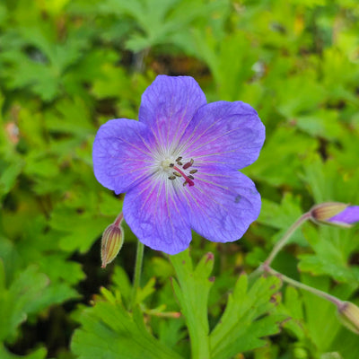 Geranium grandiflora (syn. Himalayense)