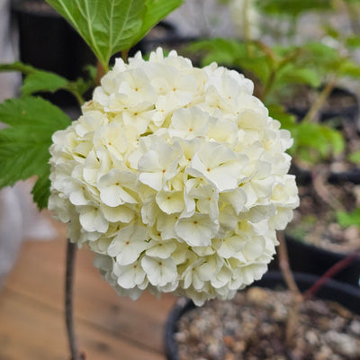 Viburnum opulus | Snowball Tree