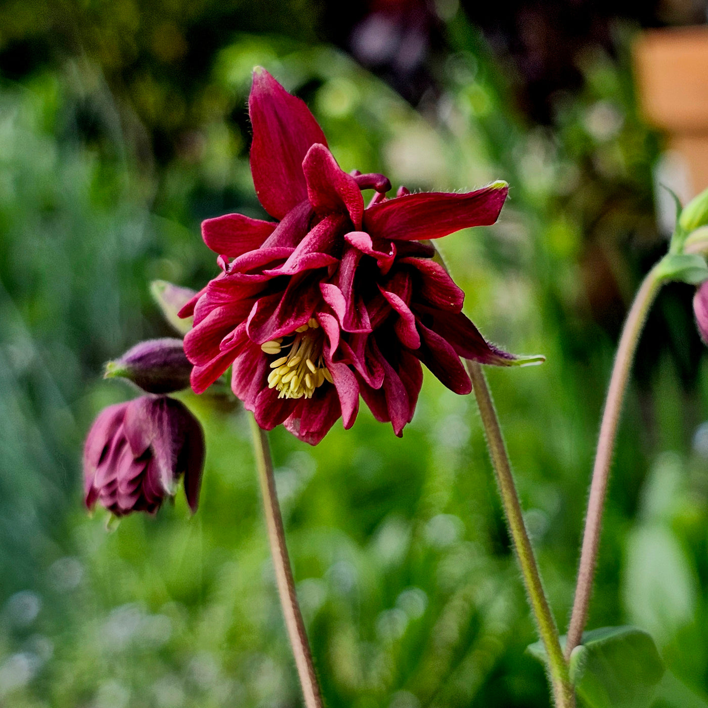 Aquilegia stellata var. stellata plena | Bordeaux Barlow