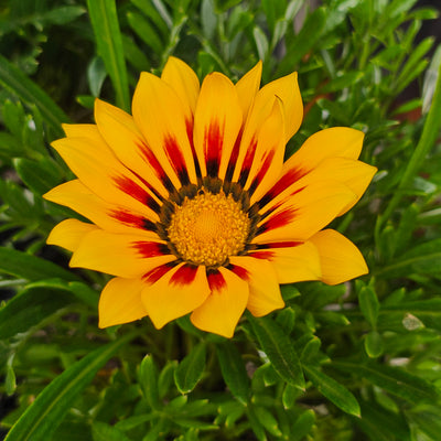 Gazania | Kiss Yellow