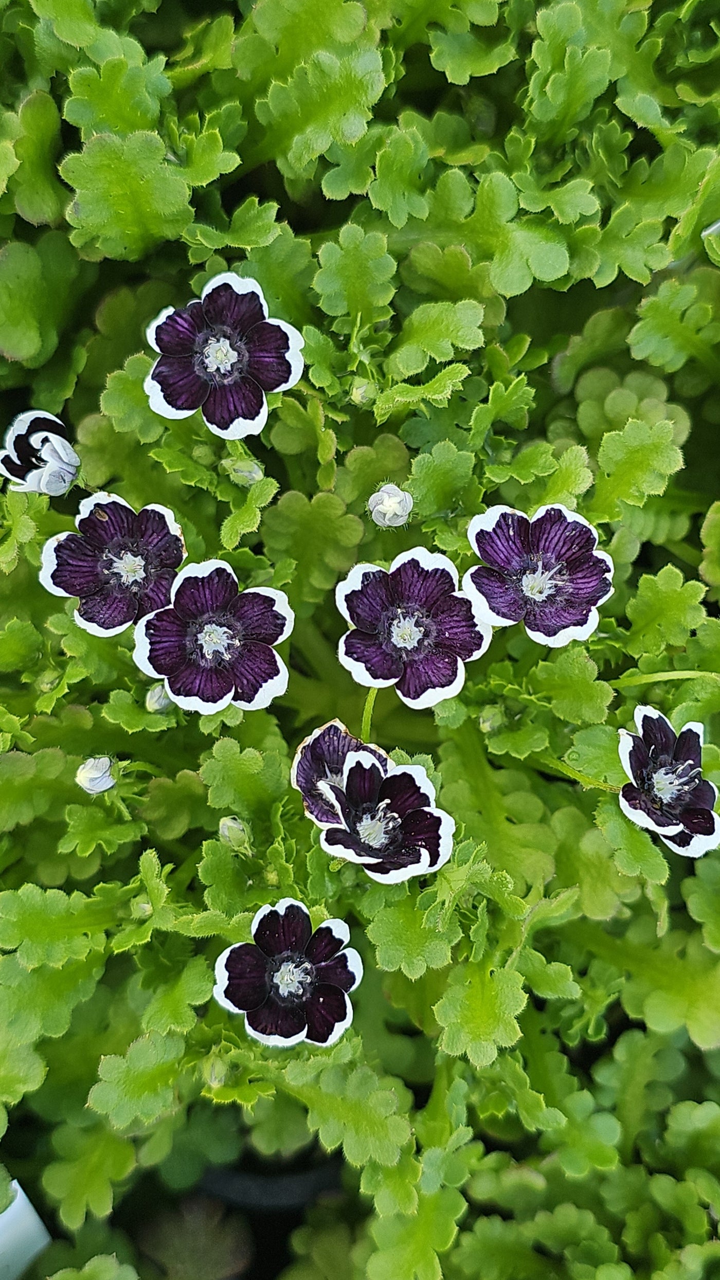 Nemophila menziesii | Penny Black