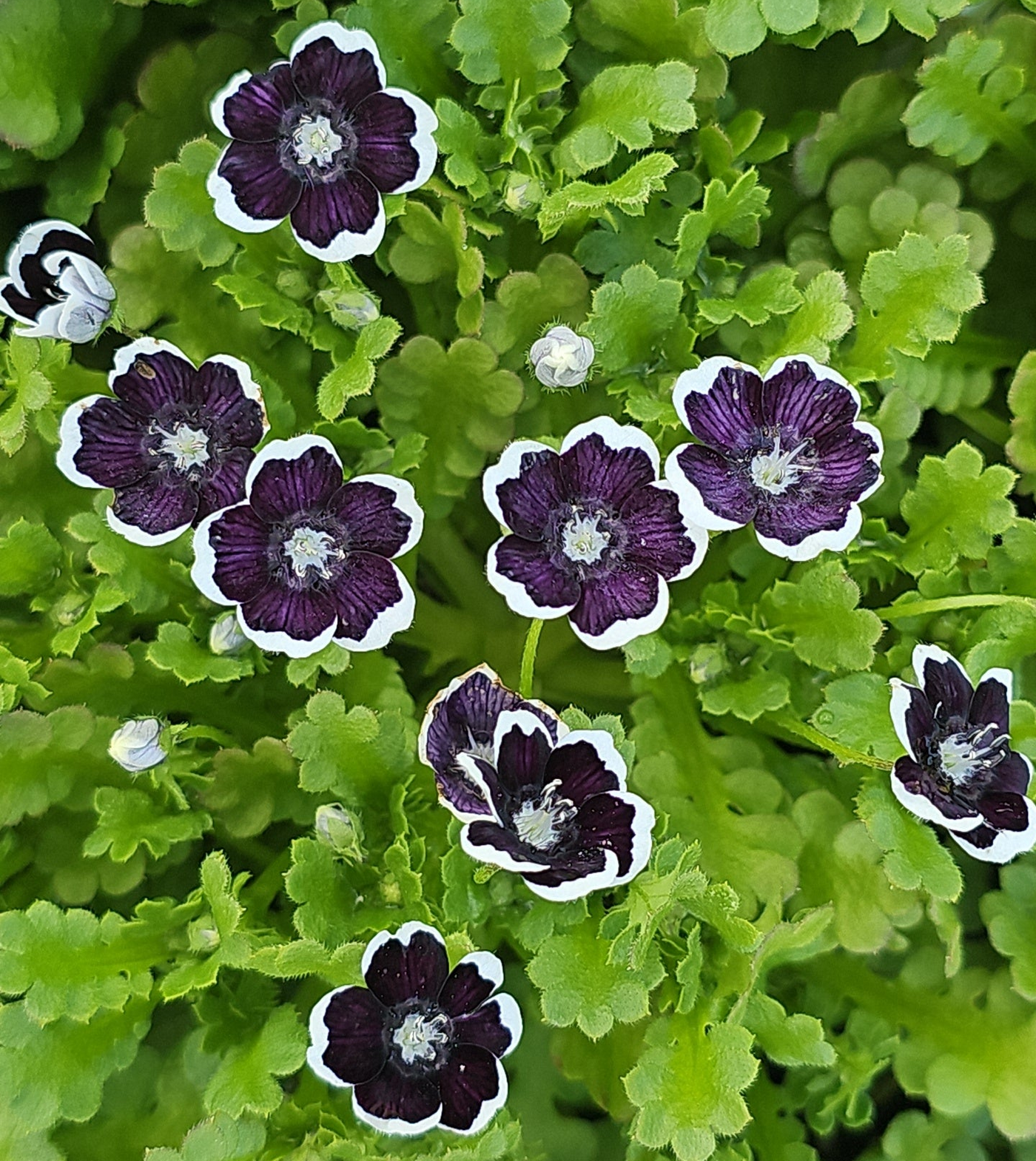 Nemophila menziesii | Penny Black