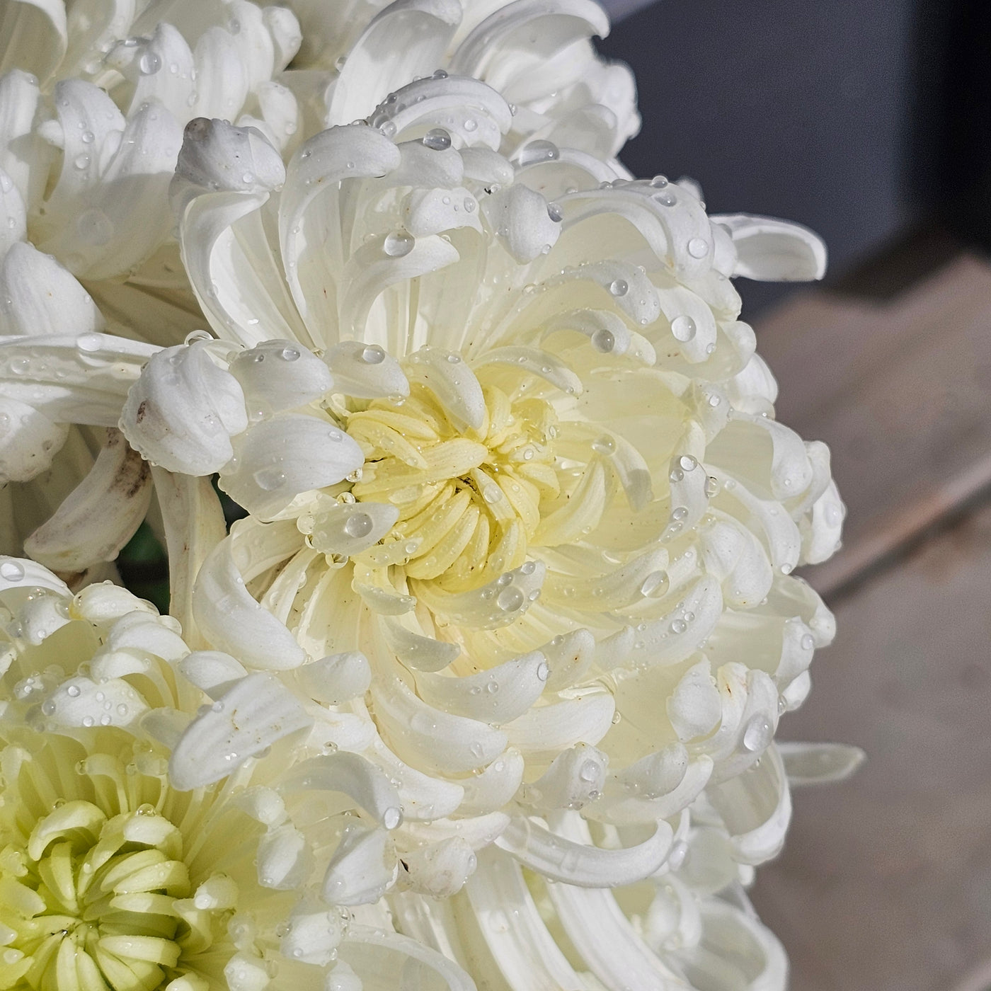 Chrysanthemum | Diablo