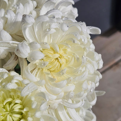 Chrysanthemum | Diablo