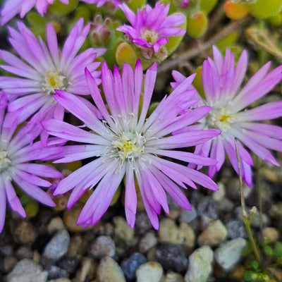 Mesembryanthemum | Pinkie