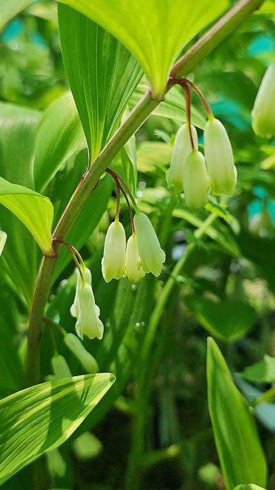 Polygonatum variegatum