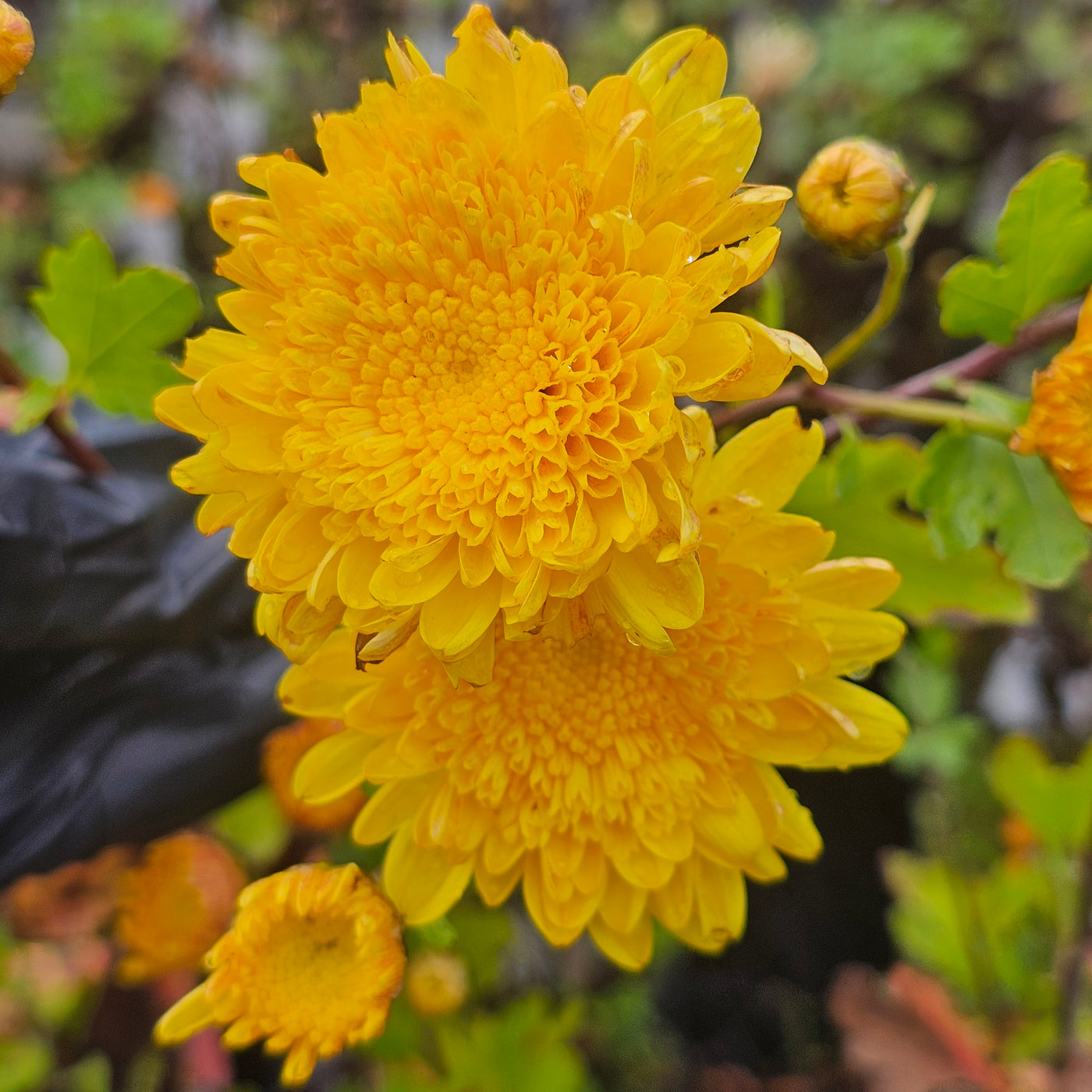 Chrysanthemum | Cloverlea Companion