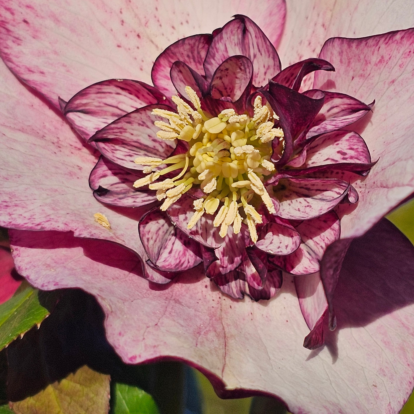 Helleborus x hybridus | Anemone Centered | Pink Shades