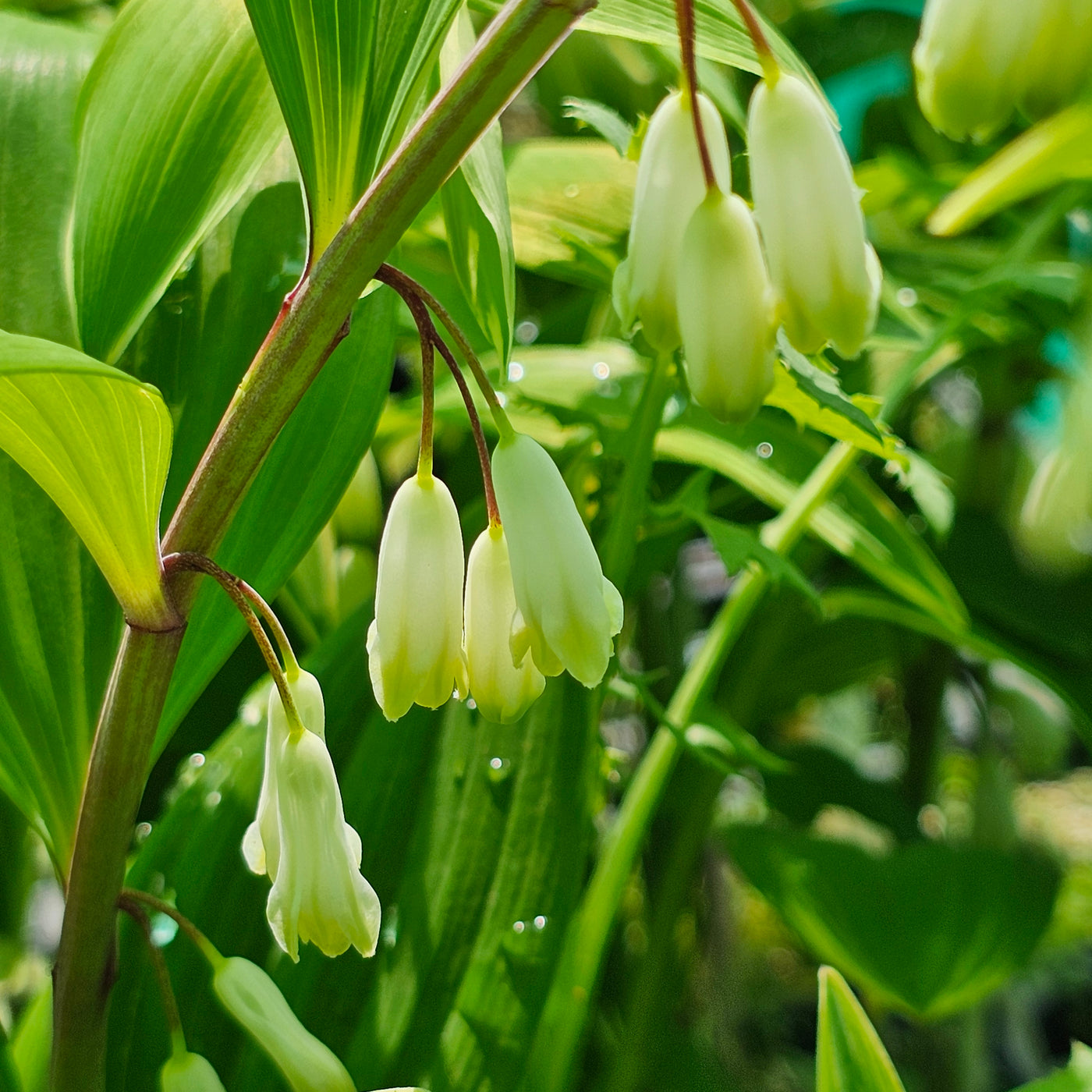 Polygonatum variegatum