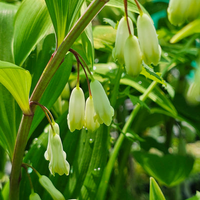 Polygonatum variegatum