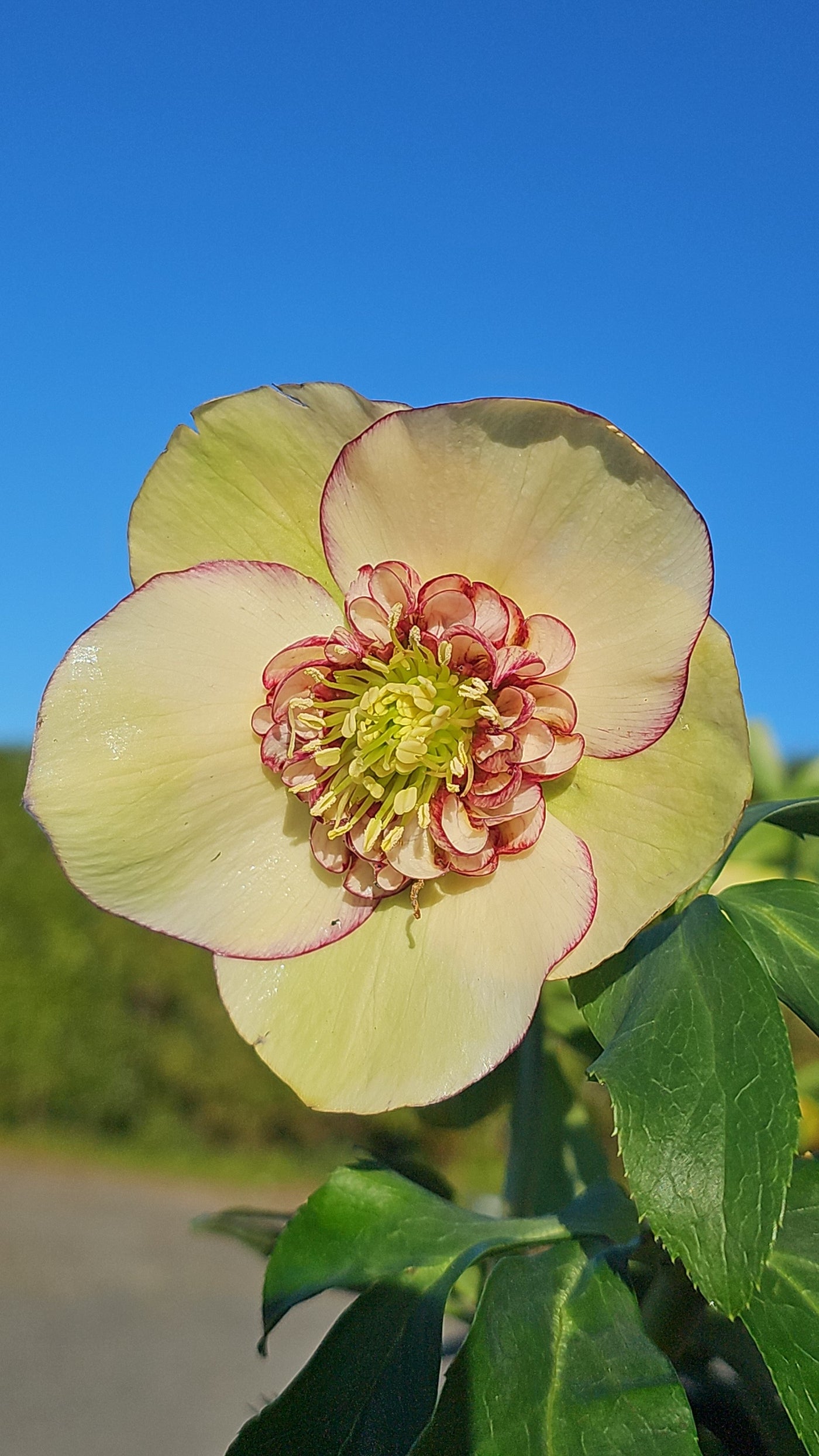 Helleborus x hybridus | Anemone Centered | Yellow Picotee