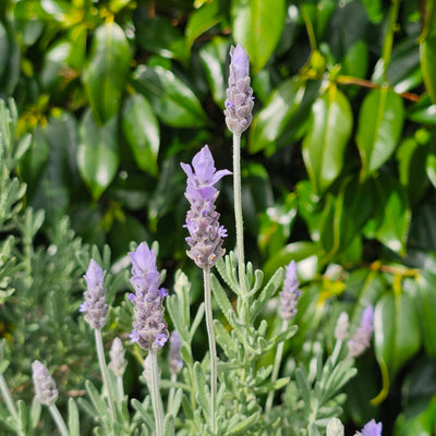 Lavandula dentata