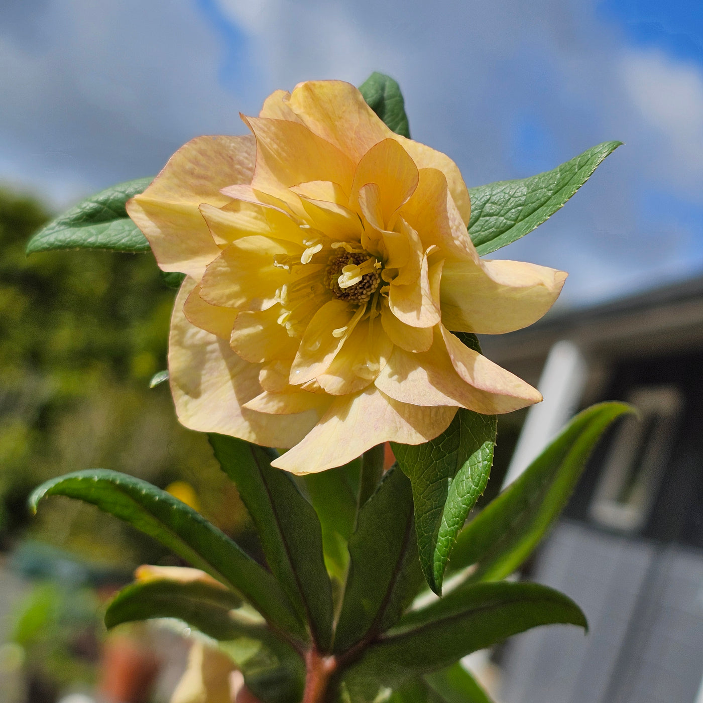 Helleborus x hybridus | Anemone Centered | Apricot