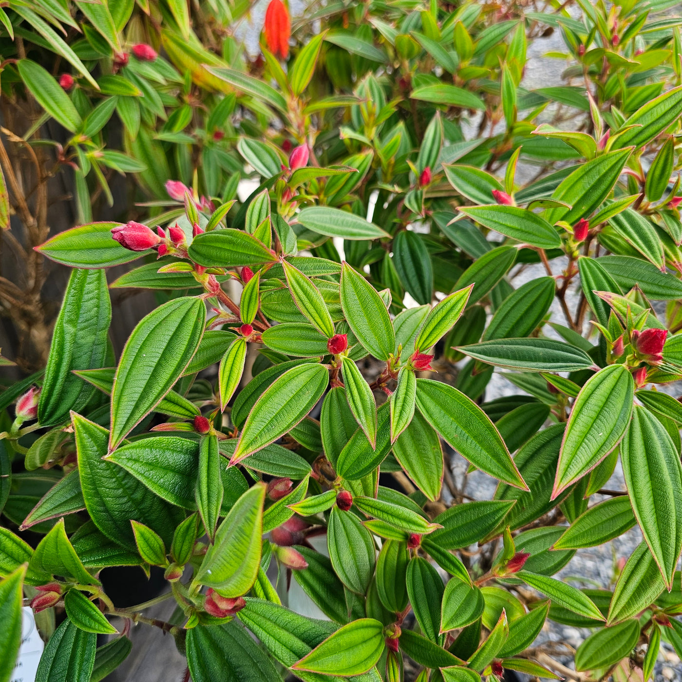 Tibouchina | Peace Baby