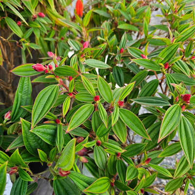 Tibouchina | Peace Baby