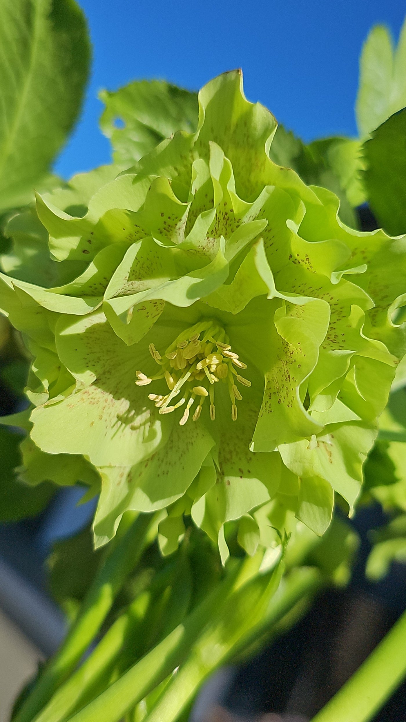 Helleborus x hybridus | Double Hybrid | Green
