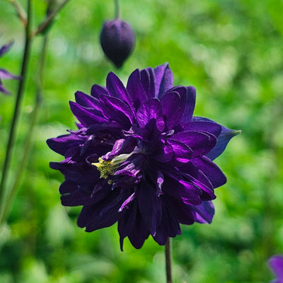 Aquilegia vulgaris var. stellata | Blue Barlow