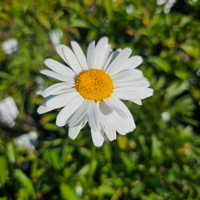 Leucanthemum x superbum | Single | Shasta Daisy