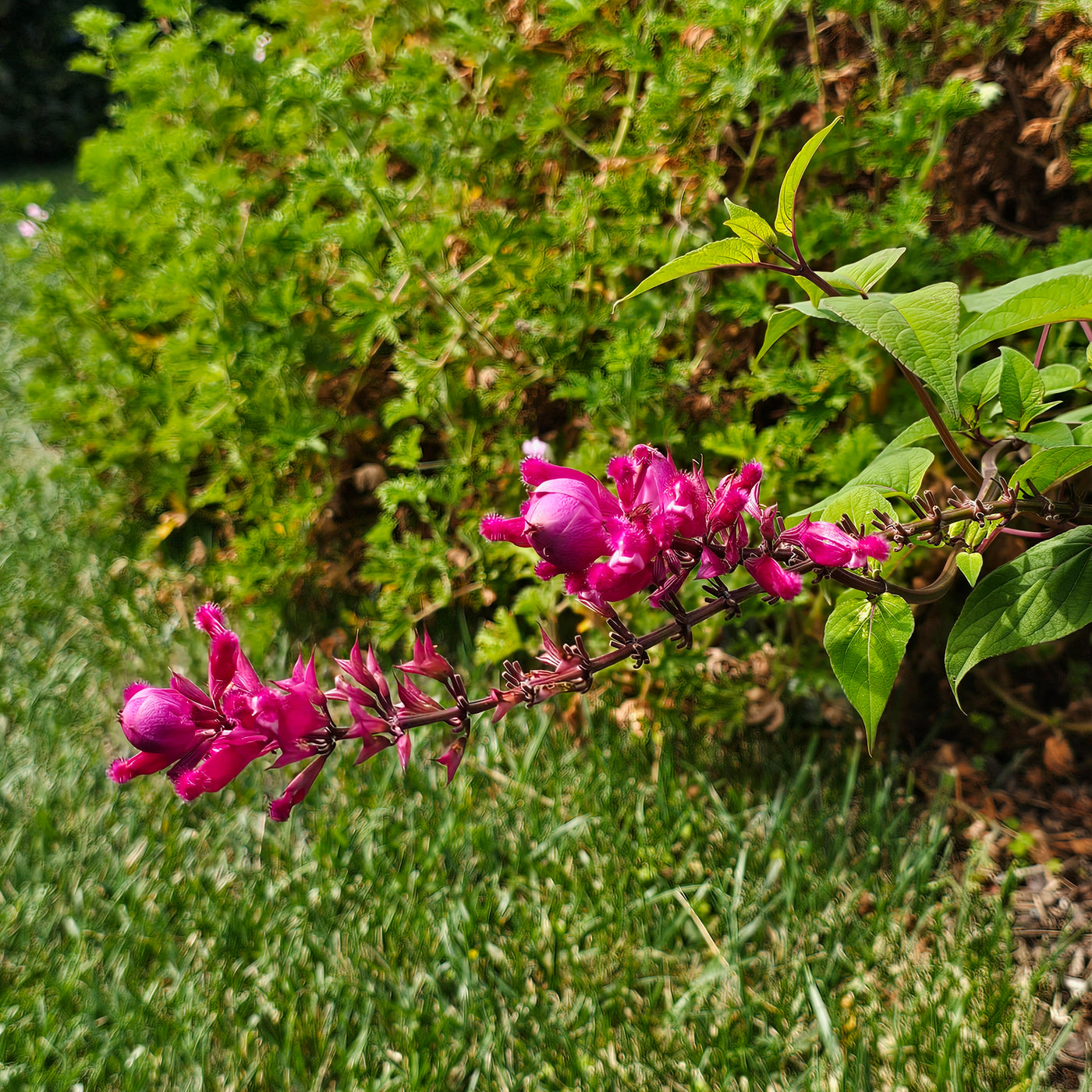Salvia involucrata var. puberula | Hidalgo