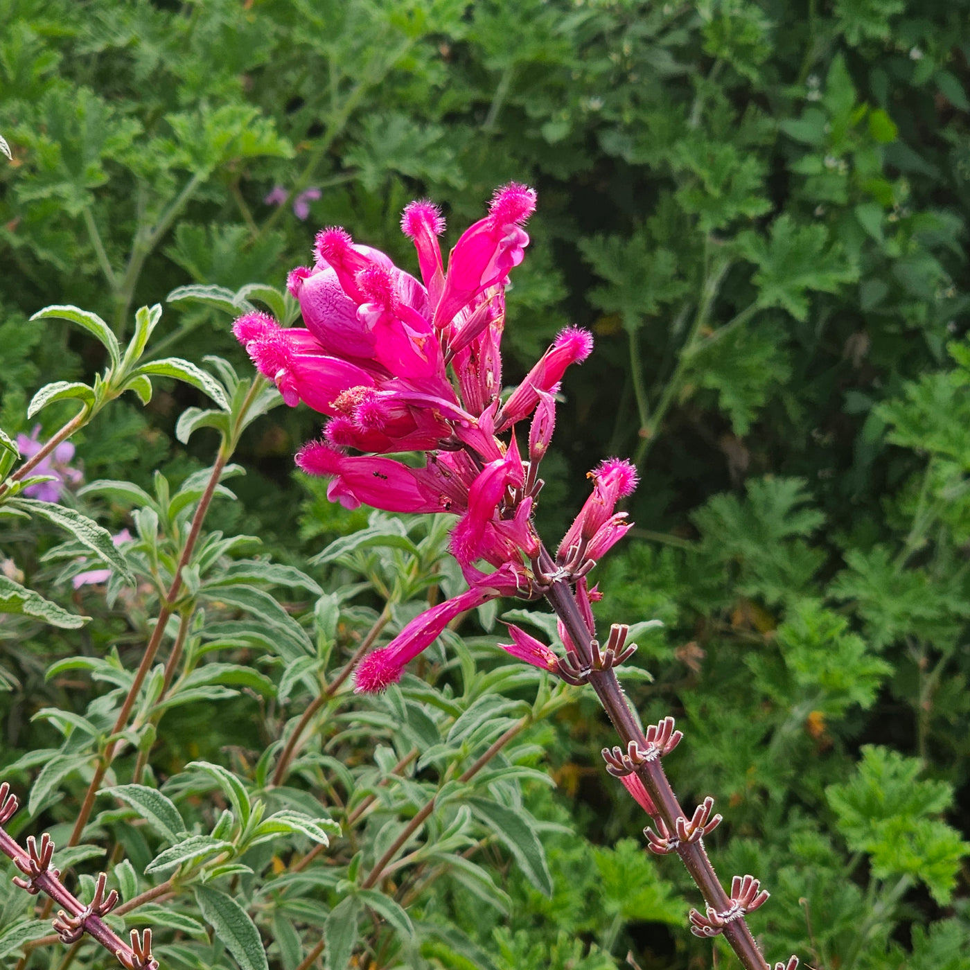 Salvia involucrata var. puberula | Hidalgo