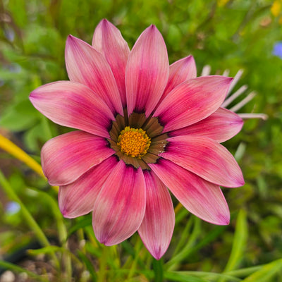 Gazania | Kiss Rose